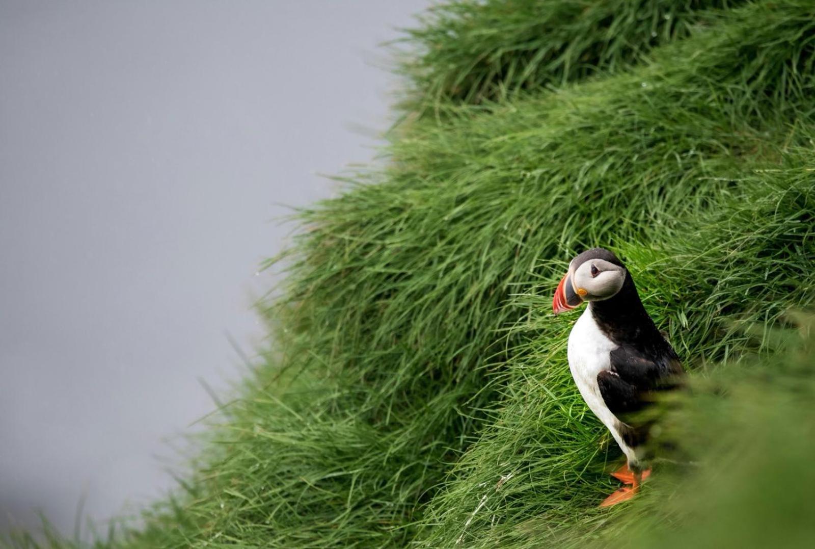 Puffin Rooms Lisdoonvarna Εξωτερικό φωτογραφία